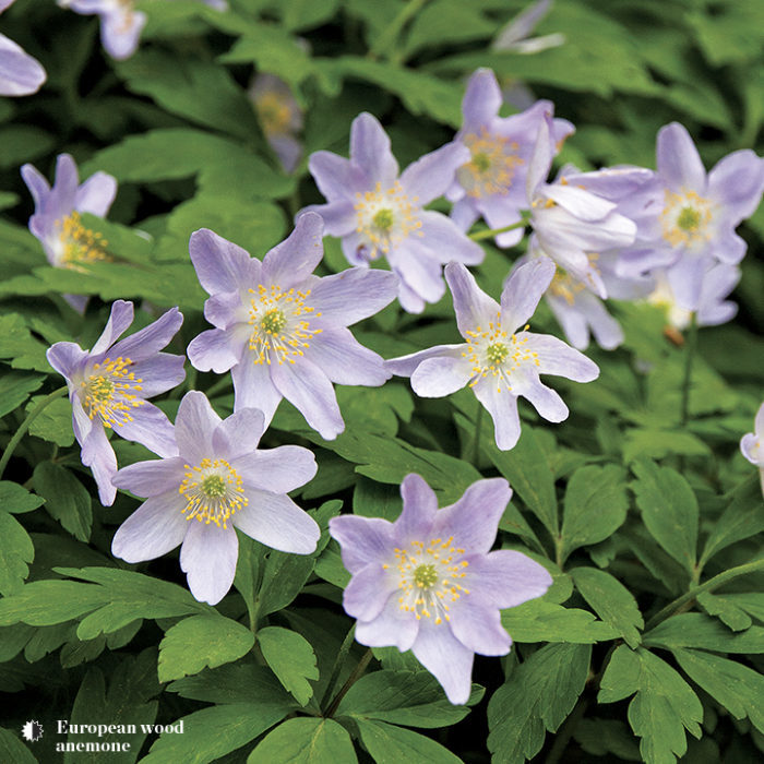 european wood anemone perennials