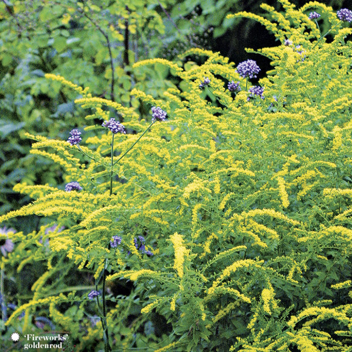 goldenrods perennials