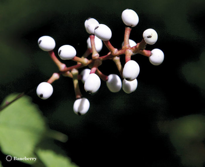 baneberry