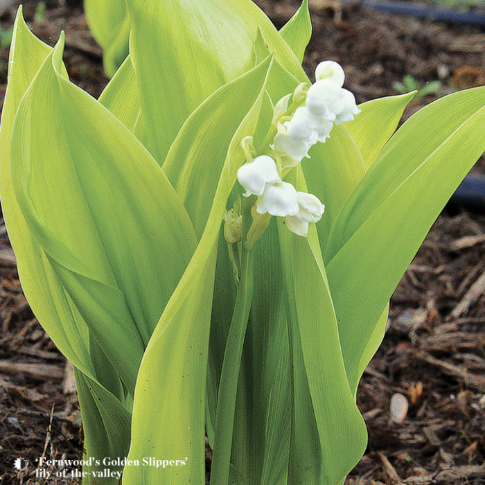 lilly of the valley