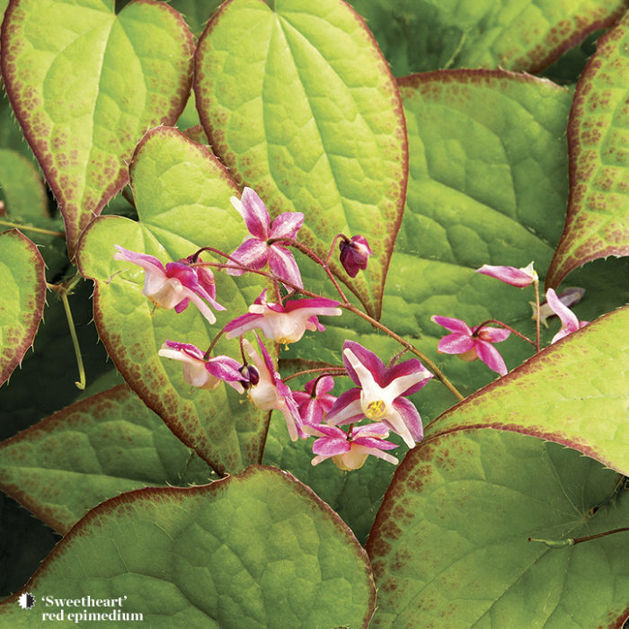 sweetheart perennials