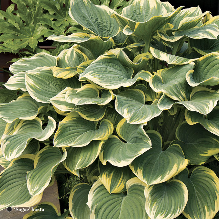 sagae hosta