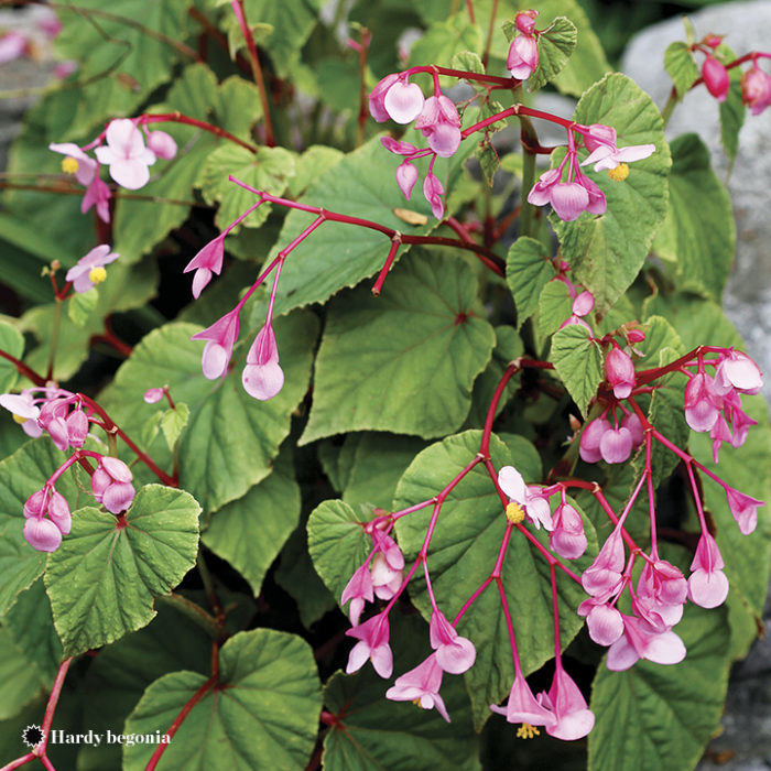 hardy begonia perennials