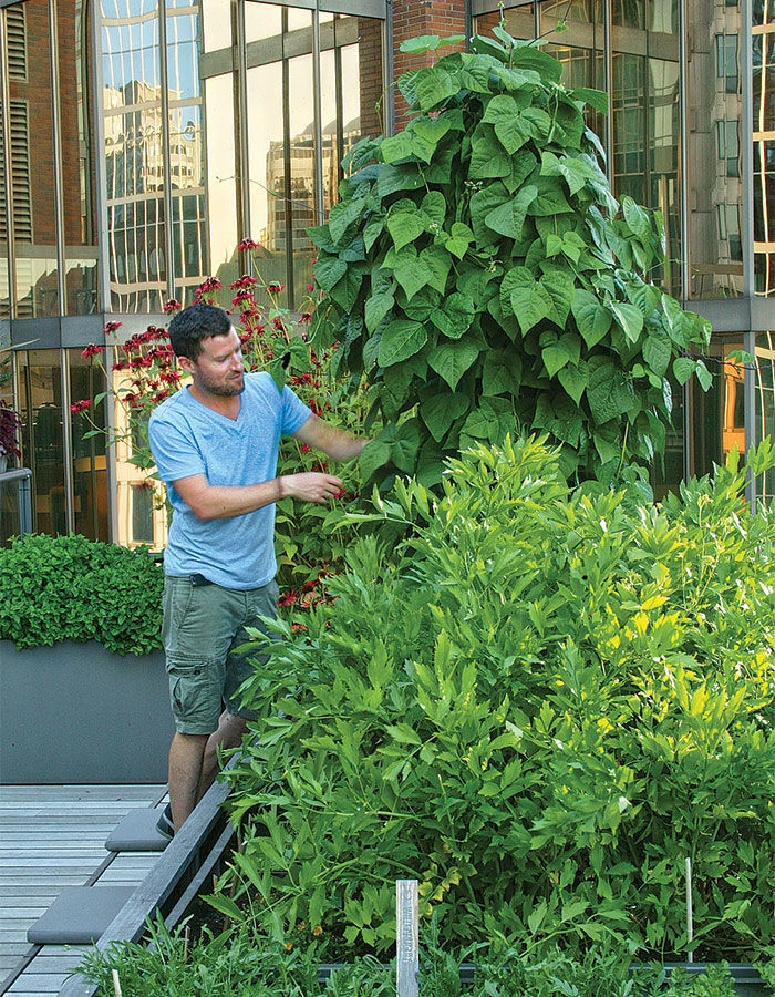 Man tending to a bean tower in a teepee frame in the middle of the garden