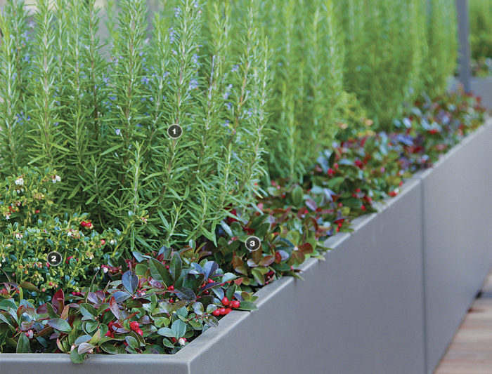 Rosemary, ligonberry and wintergreen