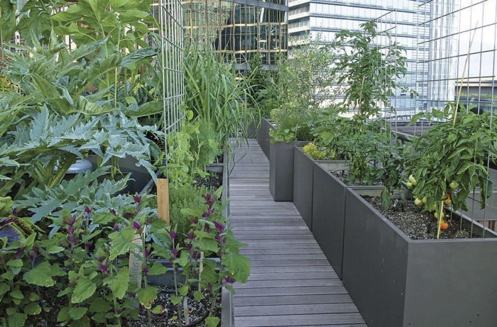 View down a path of the raised beds