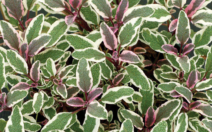 Silver Sabre Sage