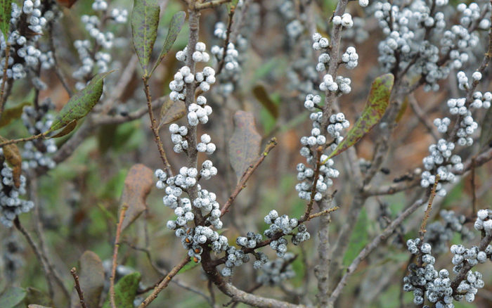 Northern Bayberry