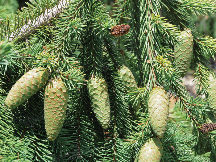 Weeping Norway Spruce