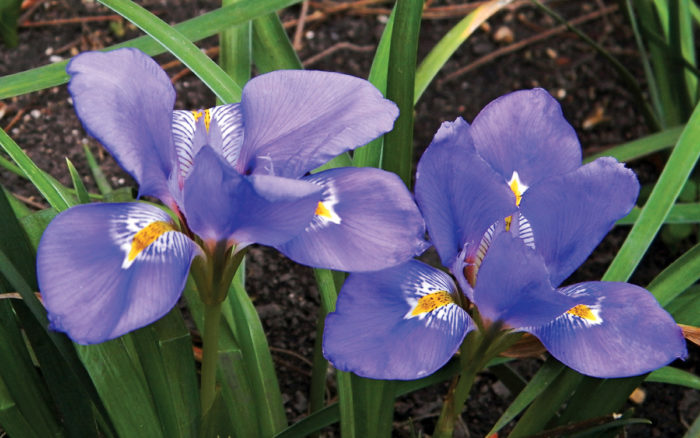 Algerian Iris