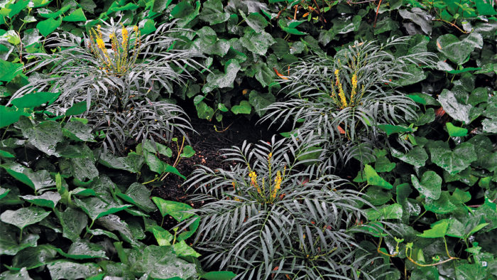 Soft Caress Mahonia