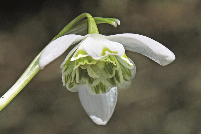 'Flore Pleno'