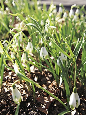 YEGAOL Garden 20Pcs Snowdrop Seeds Galanthus Nivalis Seeds Low  Maintenance Perennial GMO Free Hardy Flower Seeds Indoor Rock Gardens Plant  