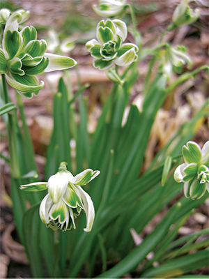 'Blewbury Tart'