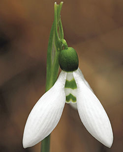 ‘The giant snowdrop’