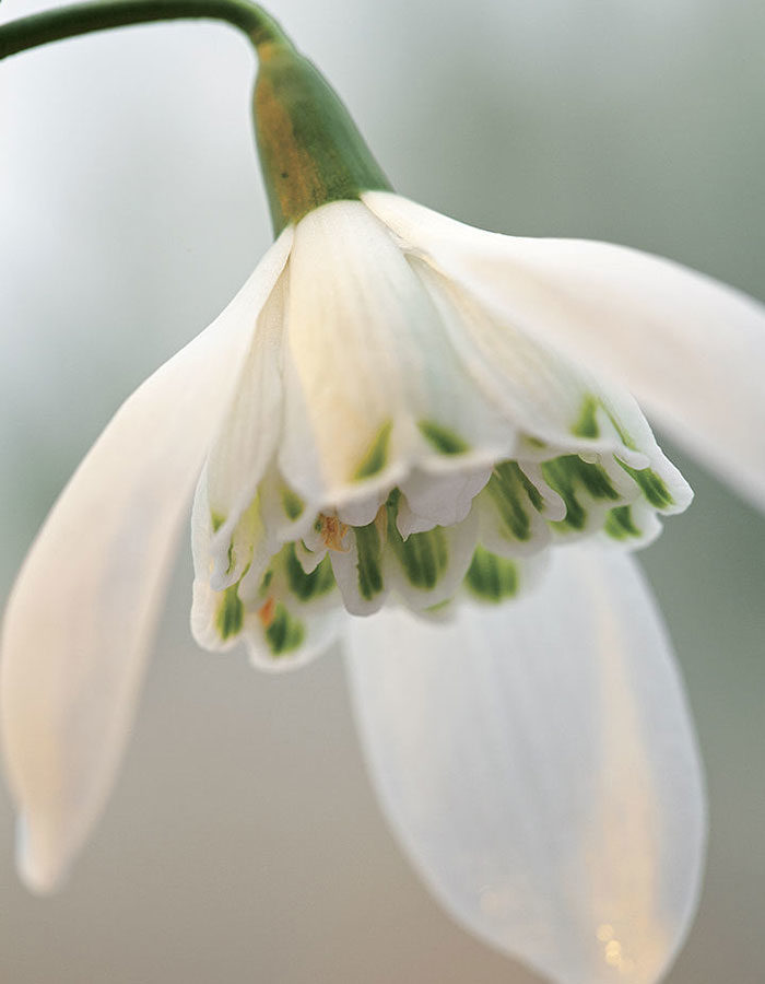 Snowdrop Varieties Worth Obsessing Over - FineGardening