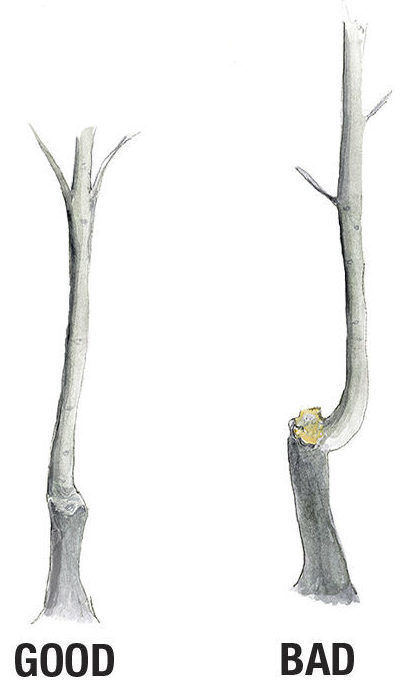 Illustration of a healthy grafted magnolia and a bad one with doglegs.