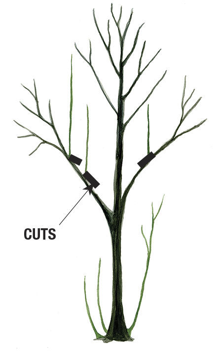 illustration of bare magnolia tree with cuts marked for where to prune