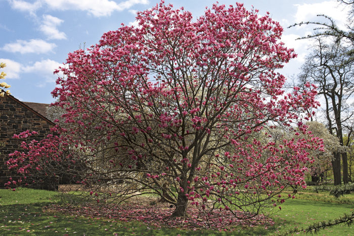 Magnolia ‘Spectrum’