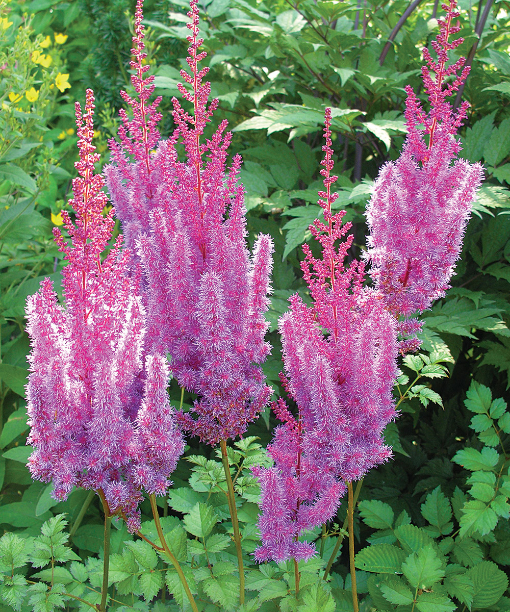 Astilbe Superba