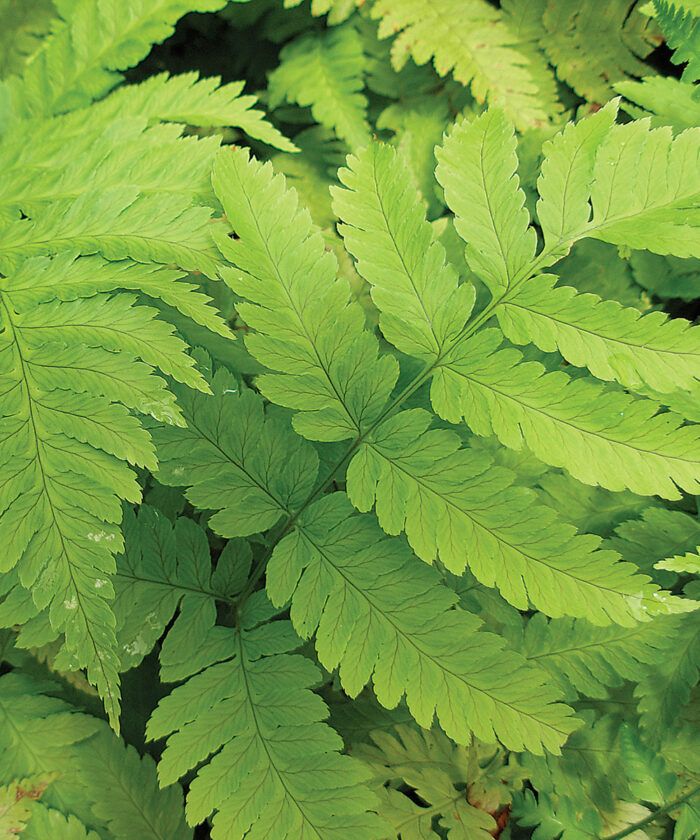 Regional Picks Bold Plants for Shade—Midwest Fine Gardening