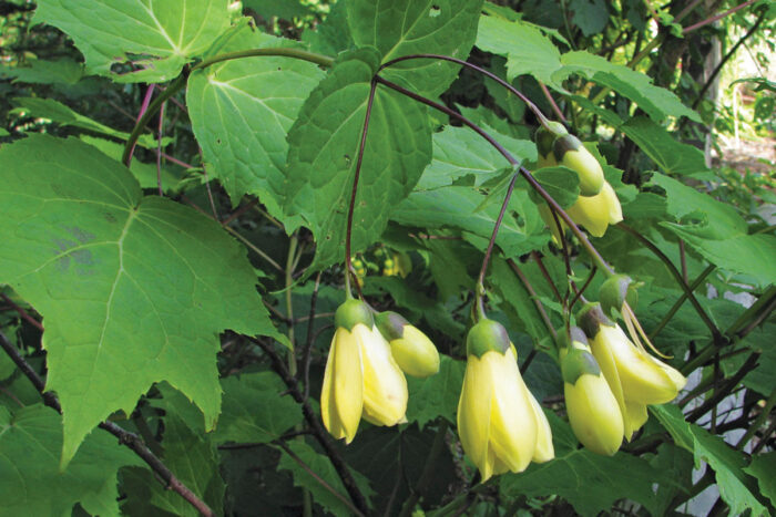 Yellow Wax-Bells