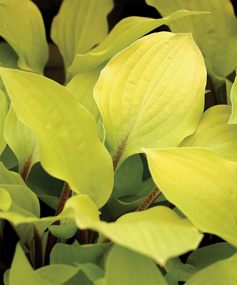 Regional Picks: Bold Plants for Shade - Northern Plains - FineGardening