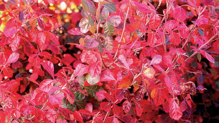 Gro-low Fragrant Sumac