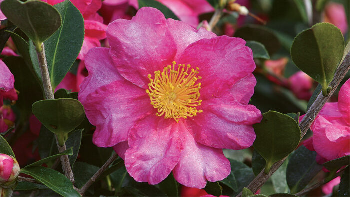 ShishiGashira Camellia 