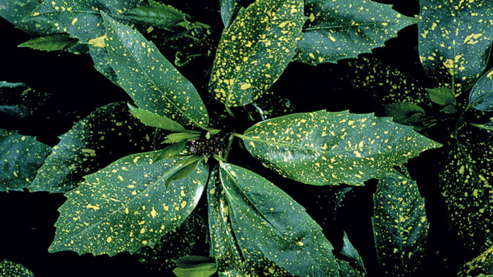 Gold Dust Japanese Laurel