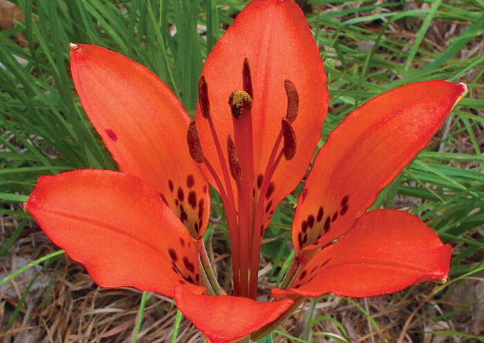 Wood Lily