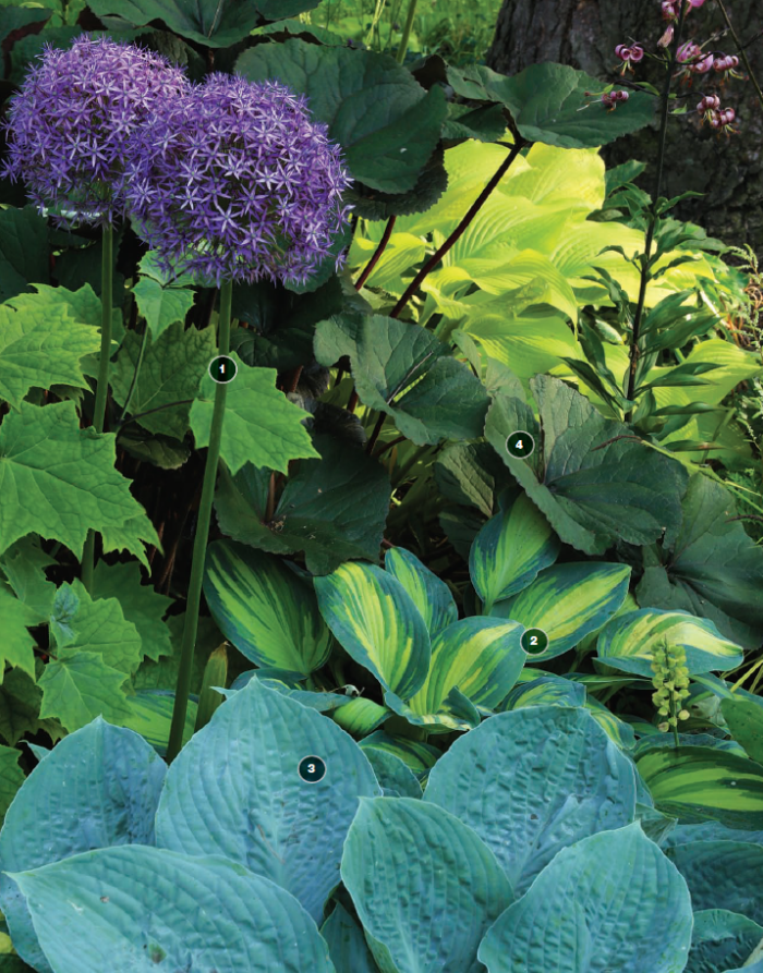 'Globemaster' allium, 'June' hosta, ‘Silver Bay’ hosta, Ligularia