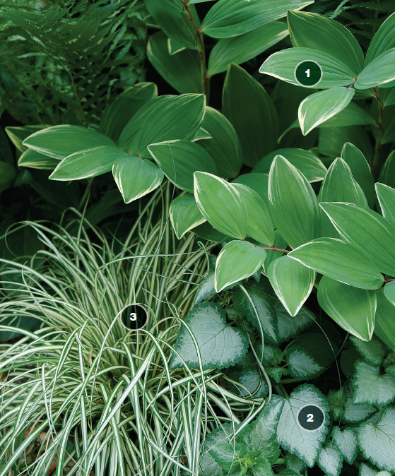 Variegated Solomon’s Seal, ‘White Nancy’ lamium,‘Evergold’ sedge