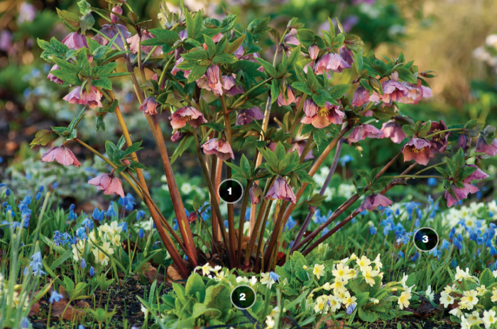 Hellebore, primrose, Siberian squill