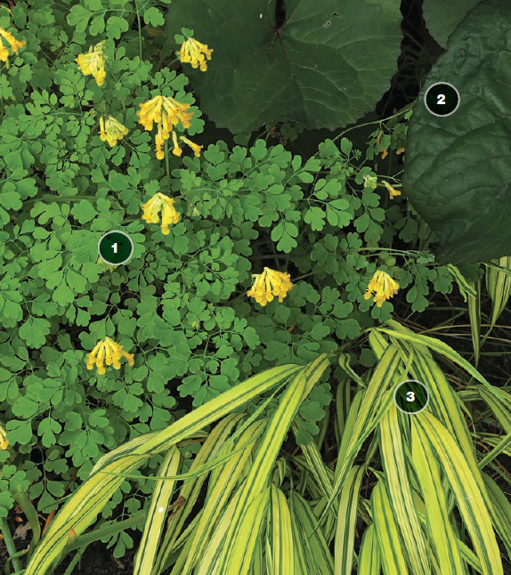 ‘Sun Power’ hosta, ‘Beni-kaze’ Japanese forest grass, Misty Lace’ goatsbeard