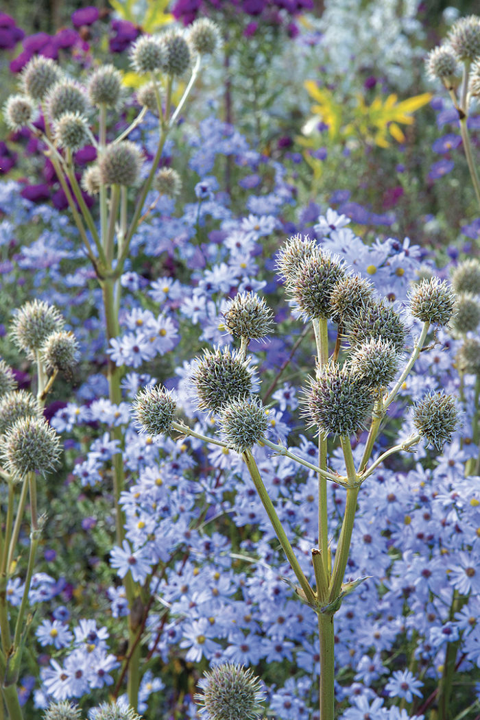 Rattlesnake master