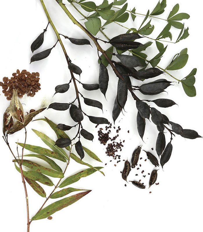 Various native perennial seeds and leaves