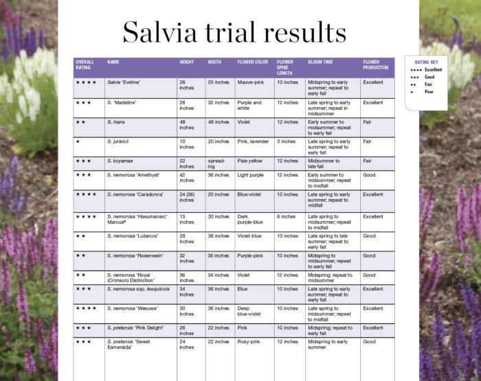 salvia trial results chart