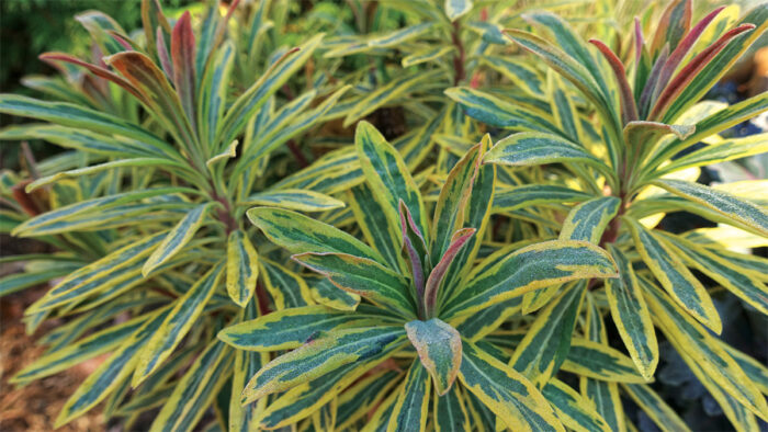 Ascot Rainbow Euphorbia