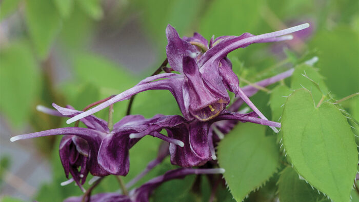 Purple Prince Epimedium