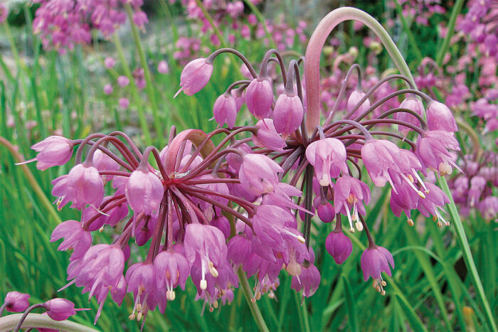 Nodding Onion