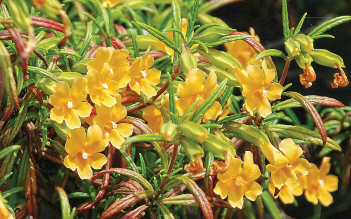 Sticky Monkeyflower