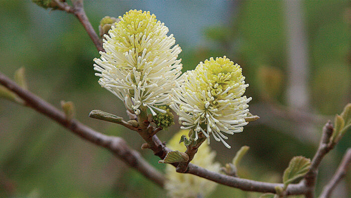 Fothergilla