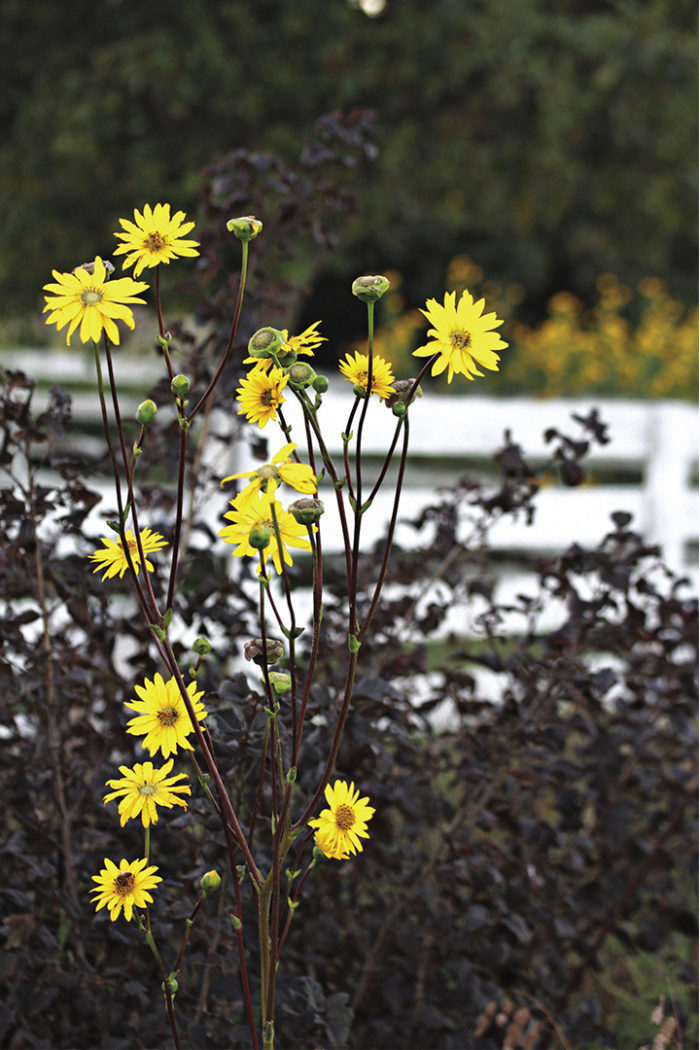 Cutleaf prairie dock