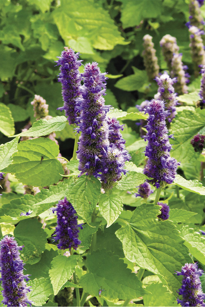 ‘Golden Jubilee’ anise hyssop