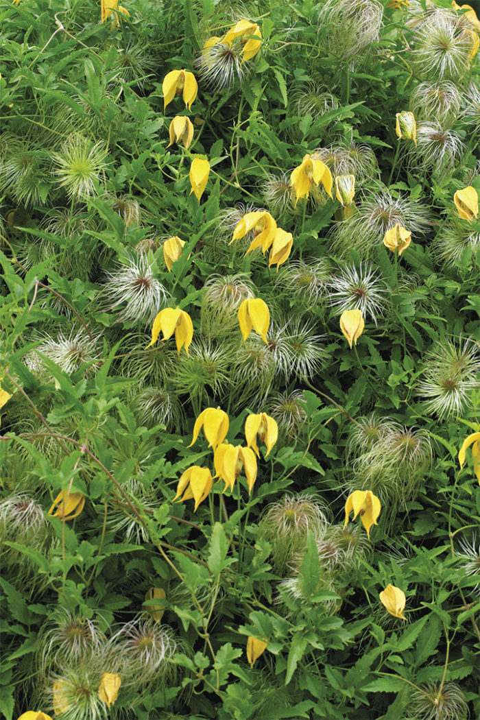 ‘Helios’ clematis