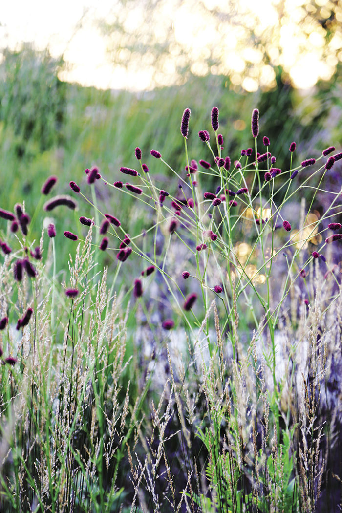 Purple Japanese burnet