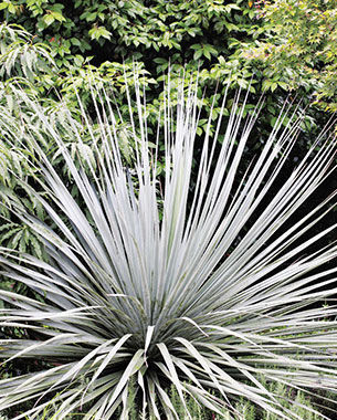 Nolina nelsonii (Blue Nolina, Nelson's Beargrass, Nelson's Blue Beargrass)