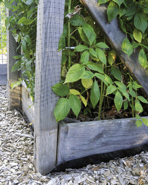 these raised beds were lined with black bamboo barrier cloth to keep the raspberry canes in.