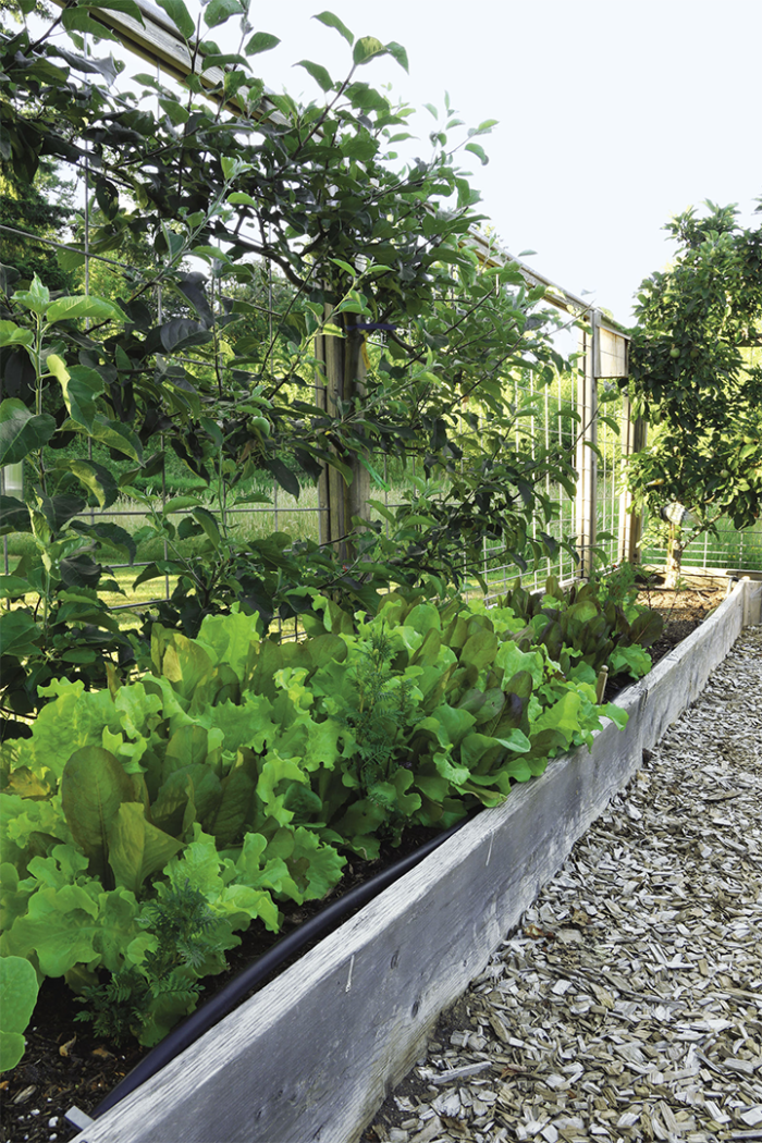 Planted in the narrow space just inside the outermost fence, you’ll find espaliered apples and shallow-rooted veggies